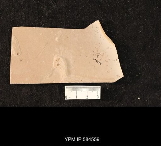 undet. Tipulidae