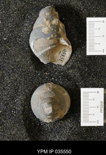 Campeloma harlowtonensis