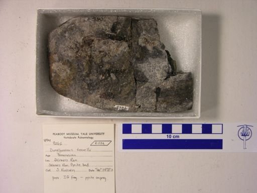 Dunkleosteus terrelli