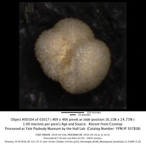 undet. Foraminiferida