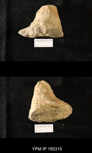 Anthaspidella sp.