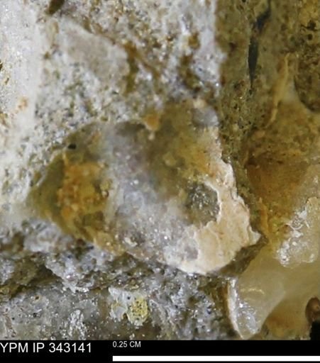 undet. Scaphitidae
