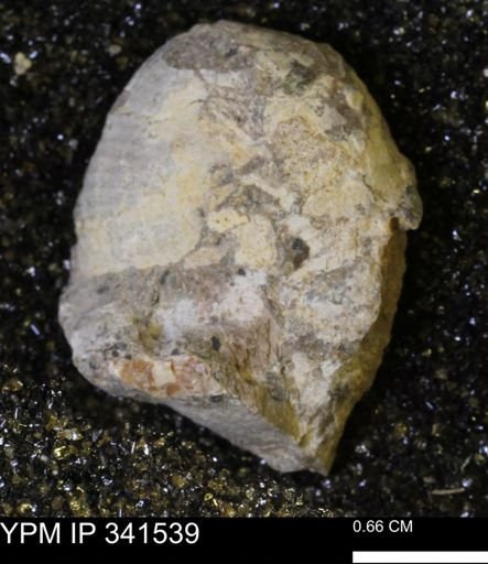 Scaphites sp.