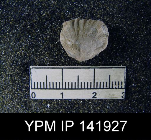 Streptorhynchus (Kiangsiella) pectiniformis