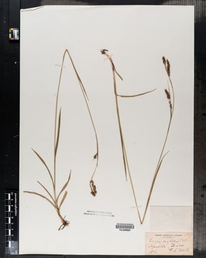 Carex