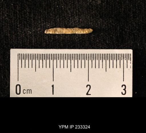Archaeocidaris sp.