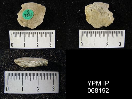 Strophonella sp.