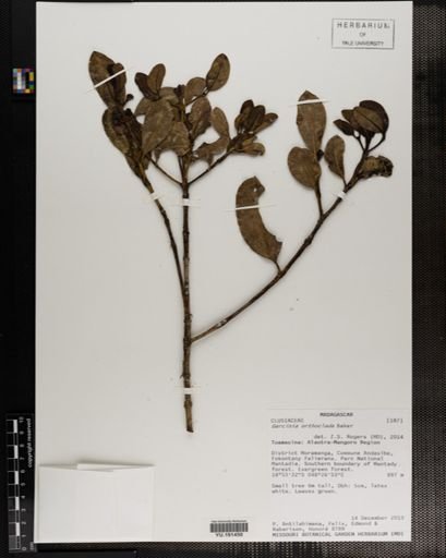 Plantae