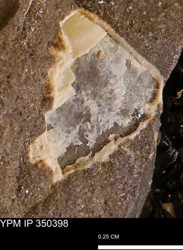 undet. Mollusca