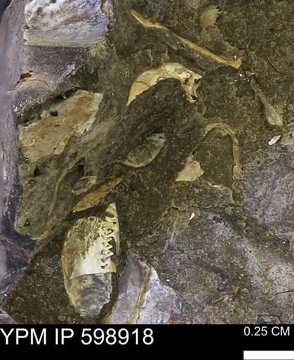 undet. Mollusca