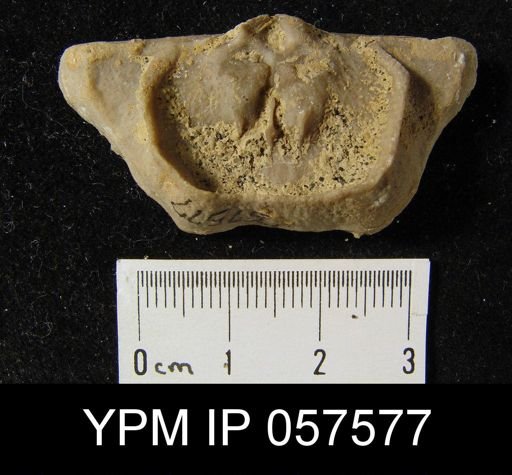Leptaena rhomboidalis