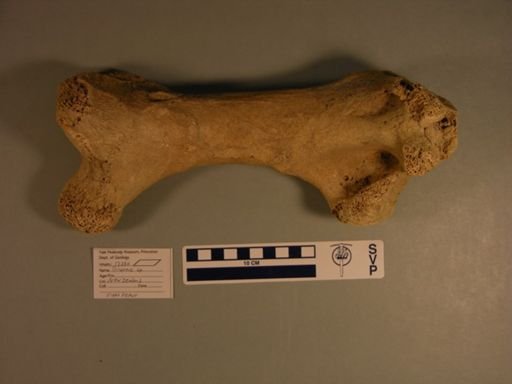 Dinornis sp.