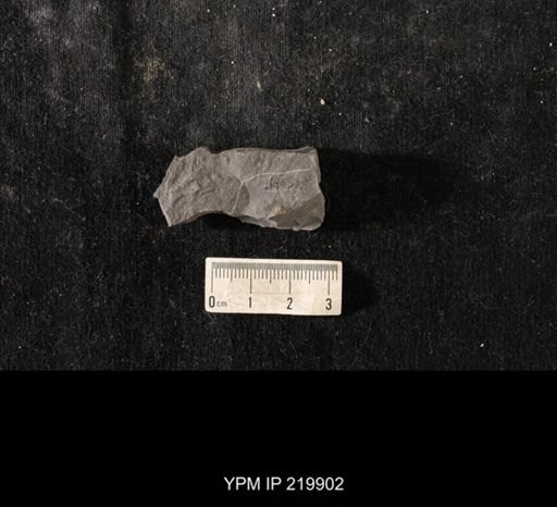 Triarthrus eatoni