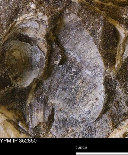 undet. Bivalvia