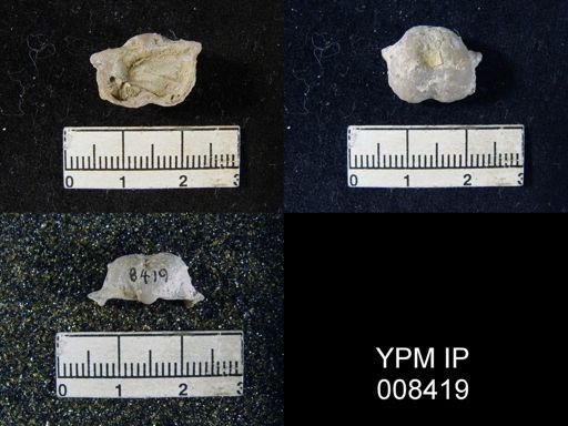 Marginifera wabashensis
