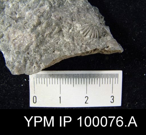 Camarotoechia squamifera