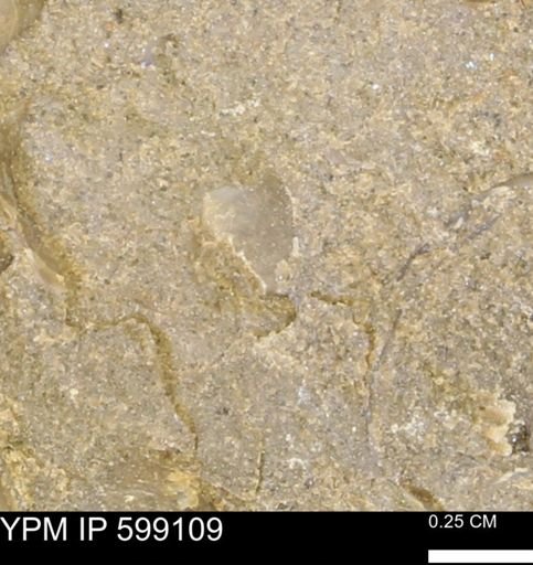 undet. Bryozoa