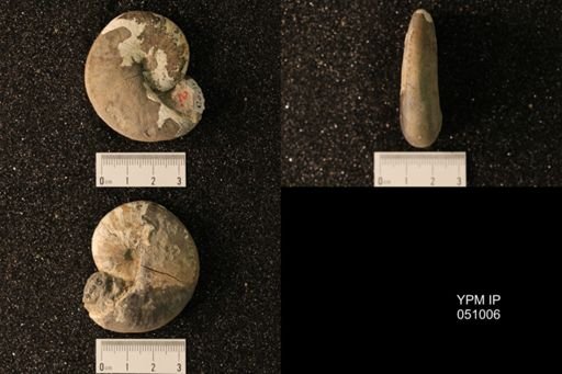 Hoploscaphites nicolletii
