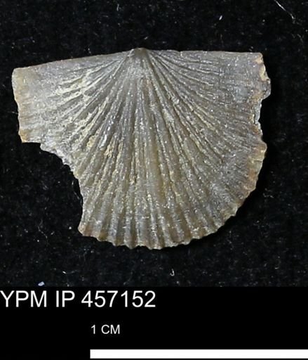 Stropheodonta sp.