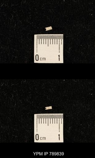 taxon undetermined