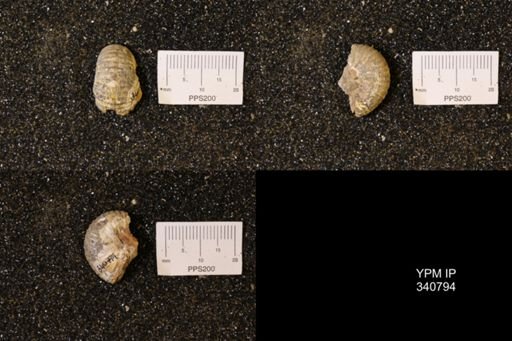 Scaphites sp.