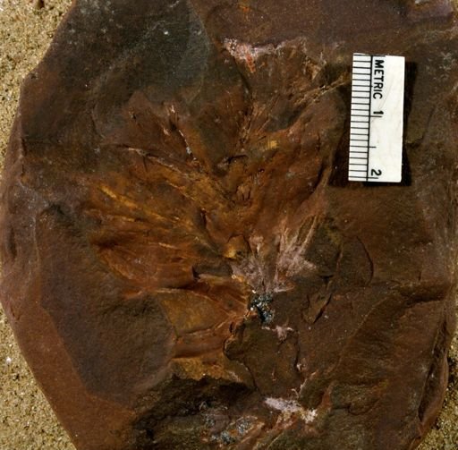 Lepidostrobus sp.