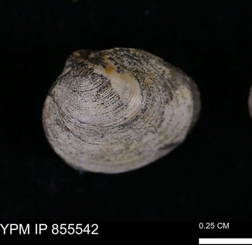 Limopsis striatopunctatus