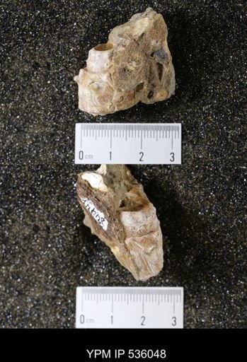 Tulotoma thompsoni
