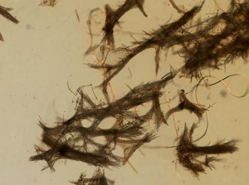 Gelliodes