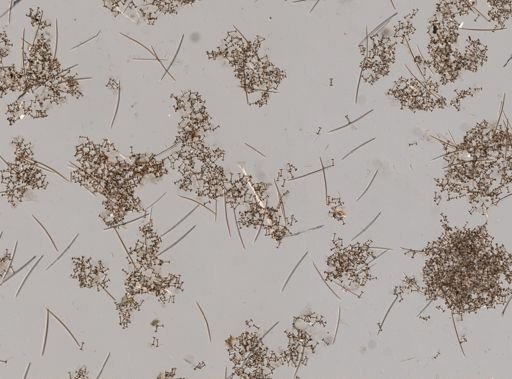 Ephydatia robusta