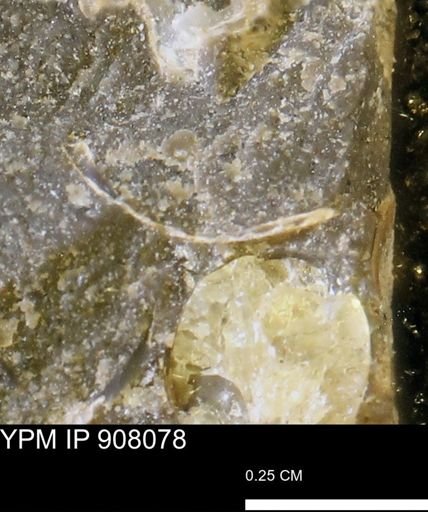 undet. Mollusca