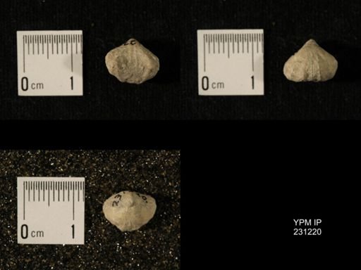 Wellerella osagensis