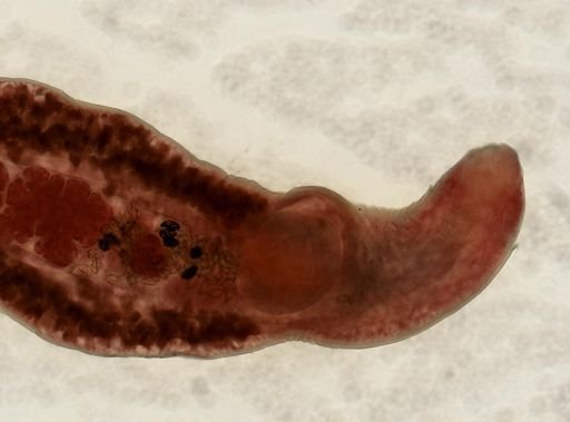 Psilochasmus oxyurus