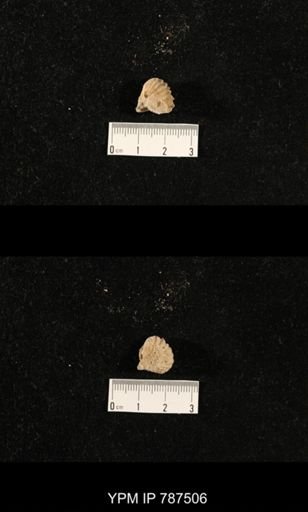 undet. Brachiopoda