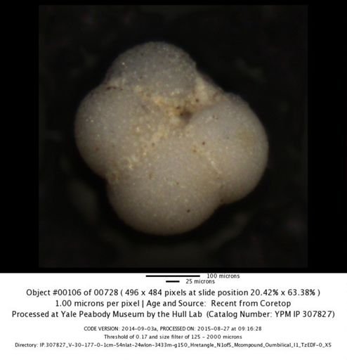 Neogloboquadrina incompta