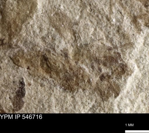 undet. Insecta