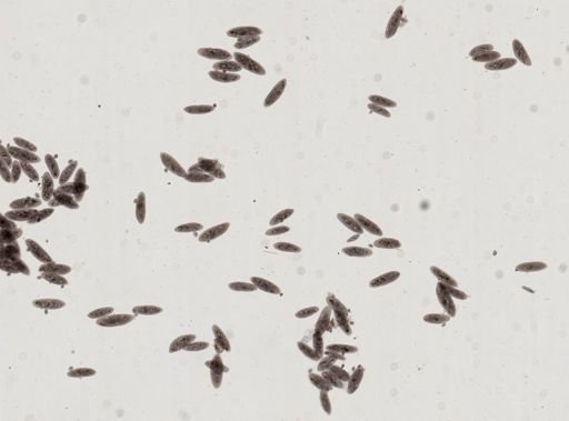 Paramecium caudatum