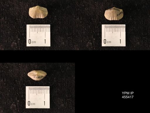 Platystrophia morrowensis
