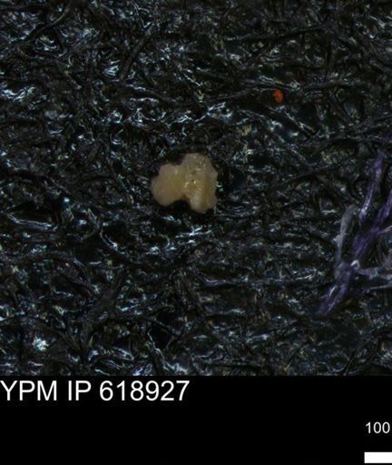 undet. Foraminiferida