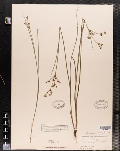 Juncus brevicaudatus