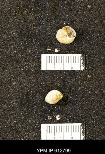 Vanikoropsis sp.