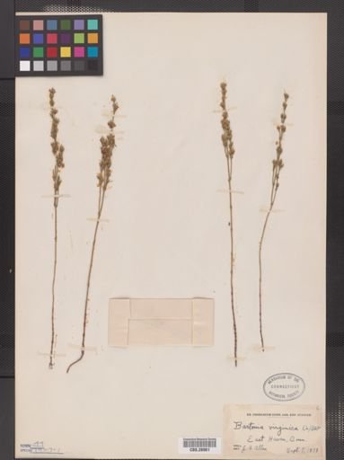 Bartonia virginica