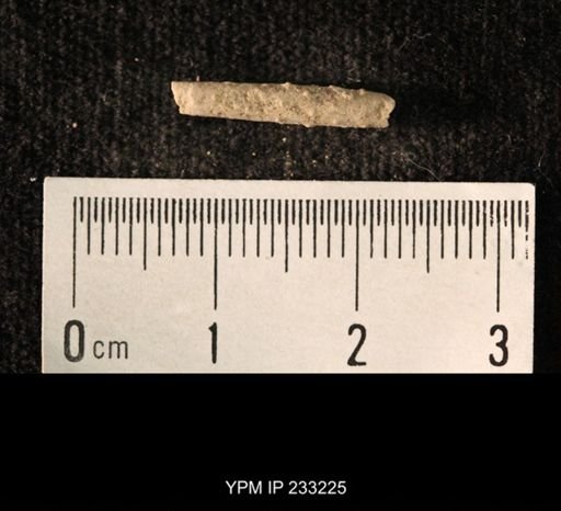 Archaeocidaris sp.