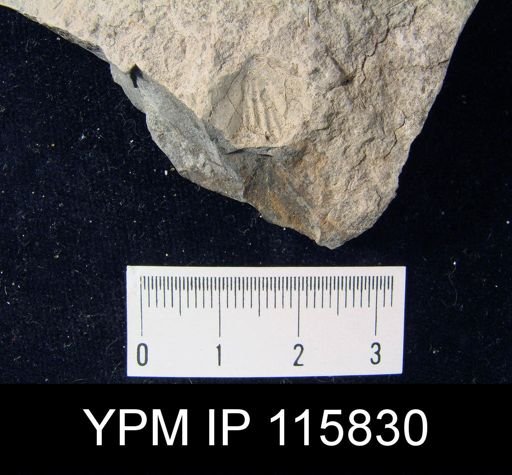 Camarophoria thevenini