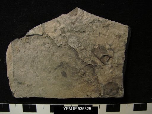 undet. Eurypterida