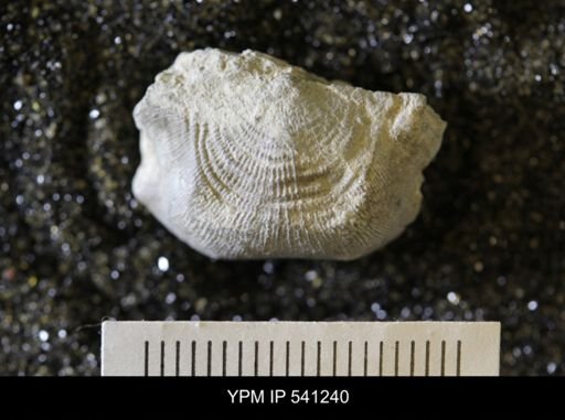 Leptaena rhomboidalis