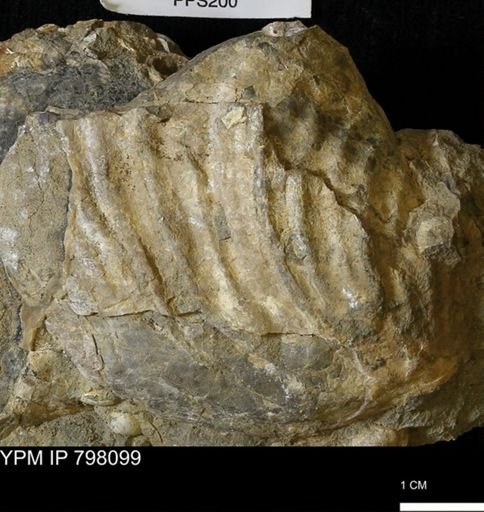 Inoceramus