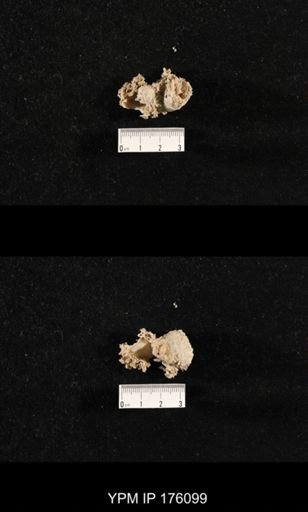 Hercosia sp.