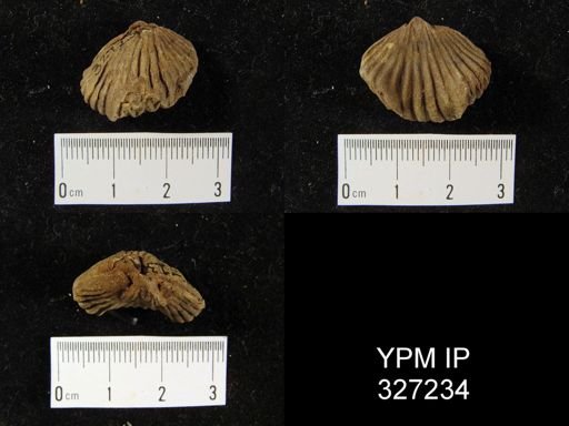 Camarotoechia sp.