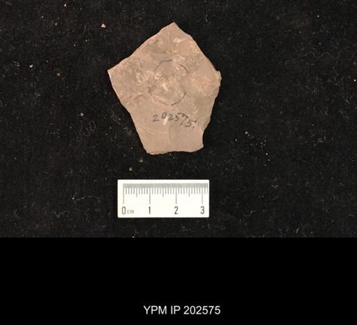 Holcoptera giebeli